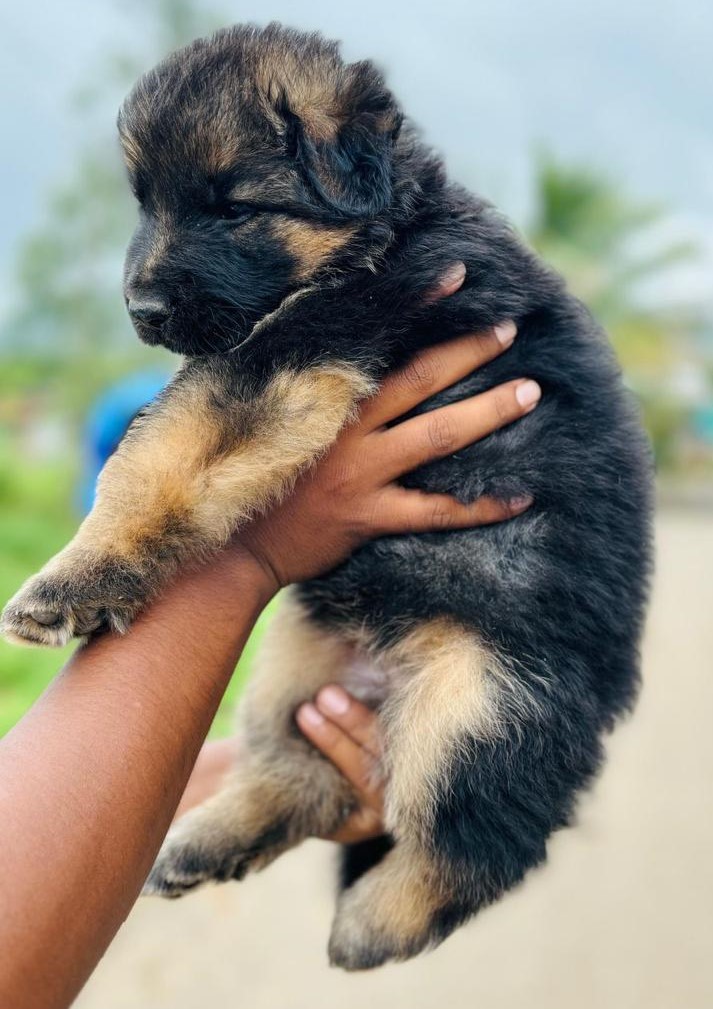 gsd dog price in india