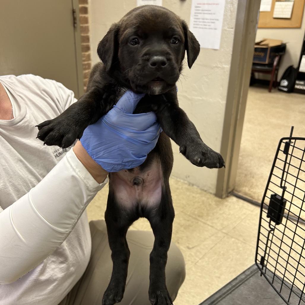 petfinder birmingham