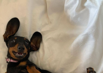 dachshund washington state