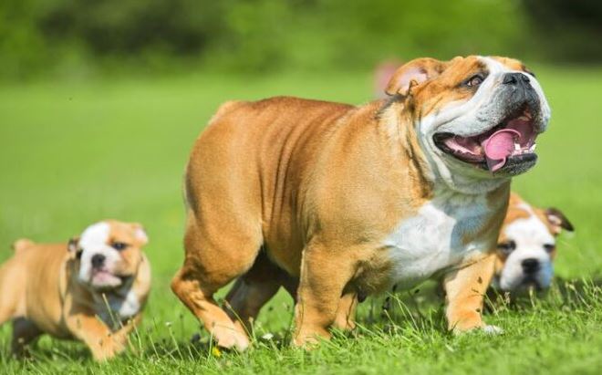 english bulldog breeders texas