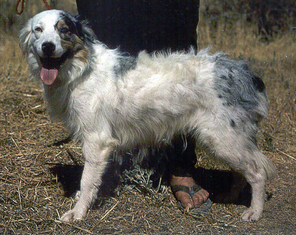 white merle australian shepherd