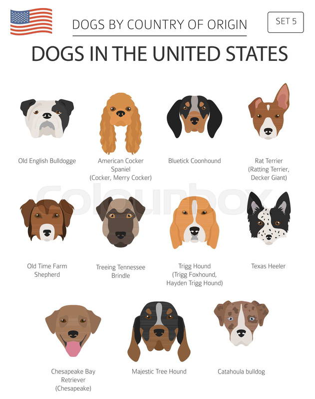 united states dog