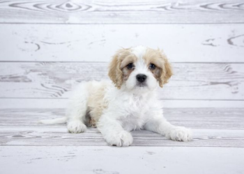 bichon and chihuahua