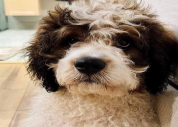 mini bernedoodle rescue florida