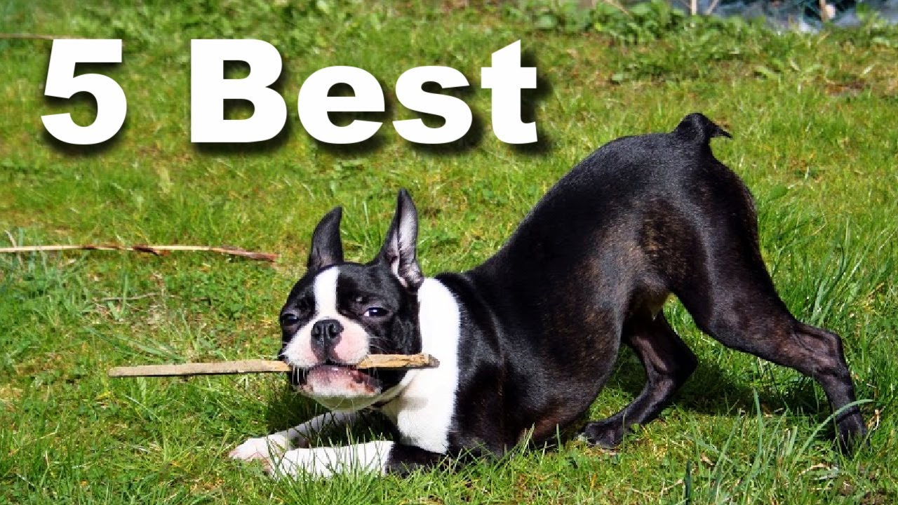 best dog food for boston terriers