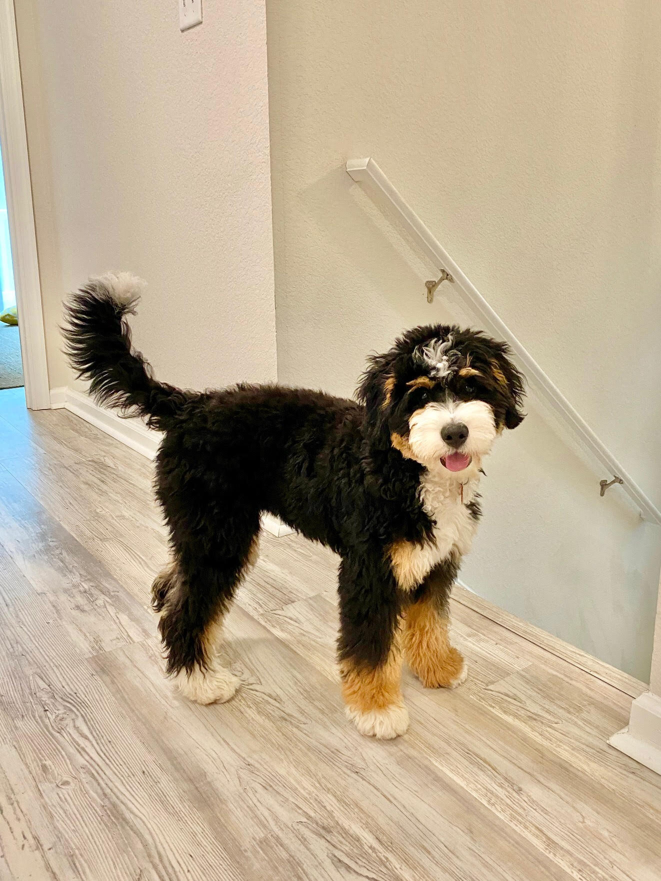 bernedoodle breeders indiana
