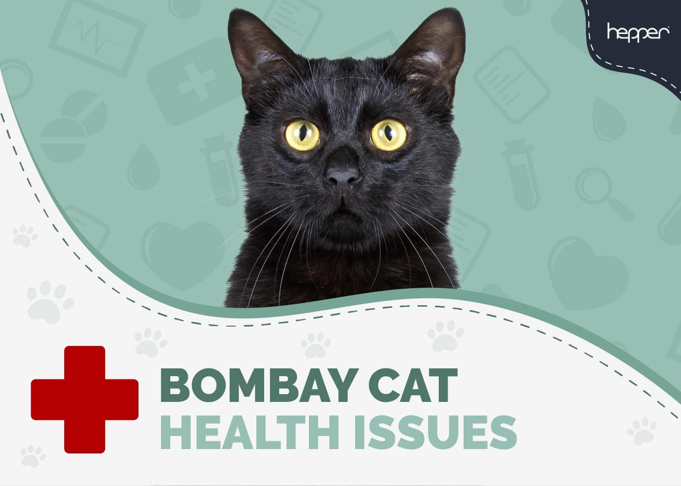 bombay cat health problems