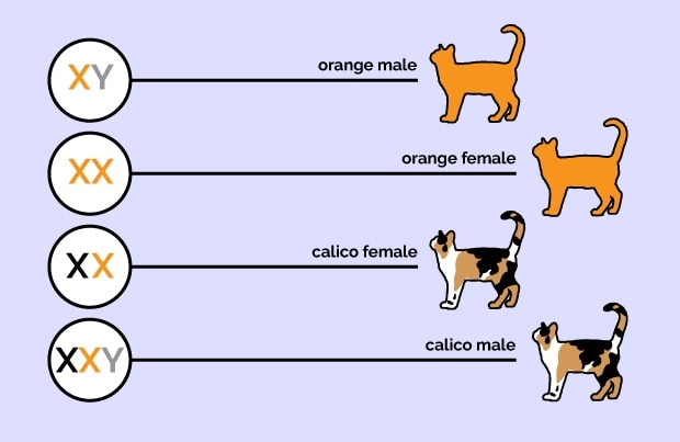 are orange cats always male