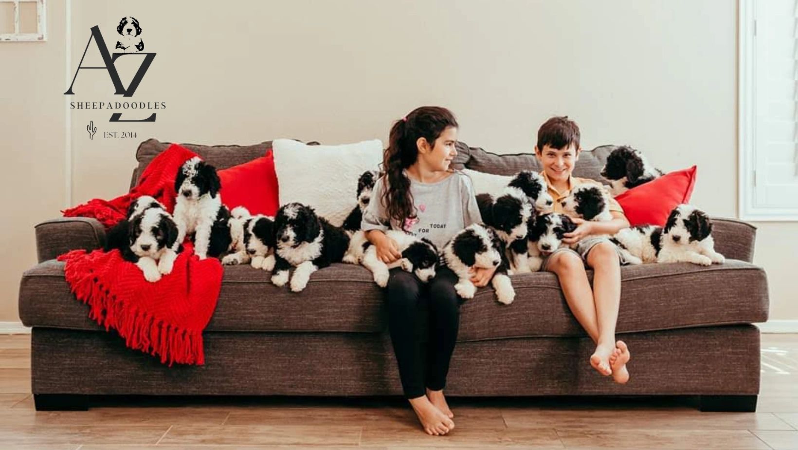 sheepadoodle az