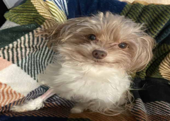 maltipoo rescue near me