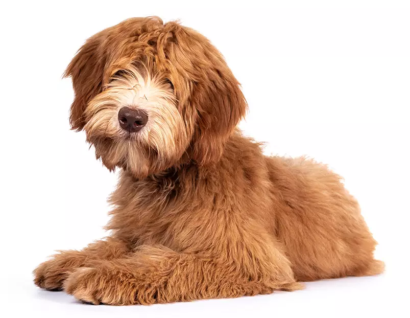copper dog breed