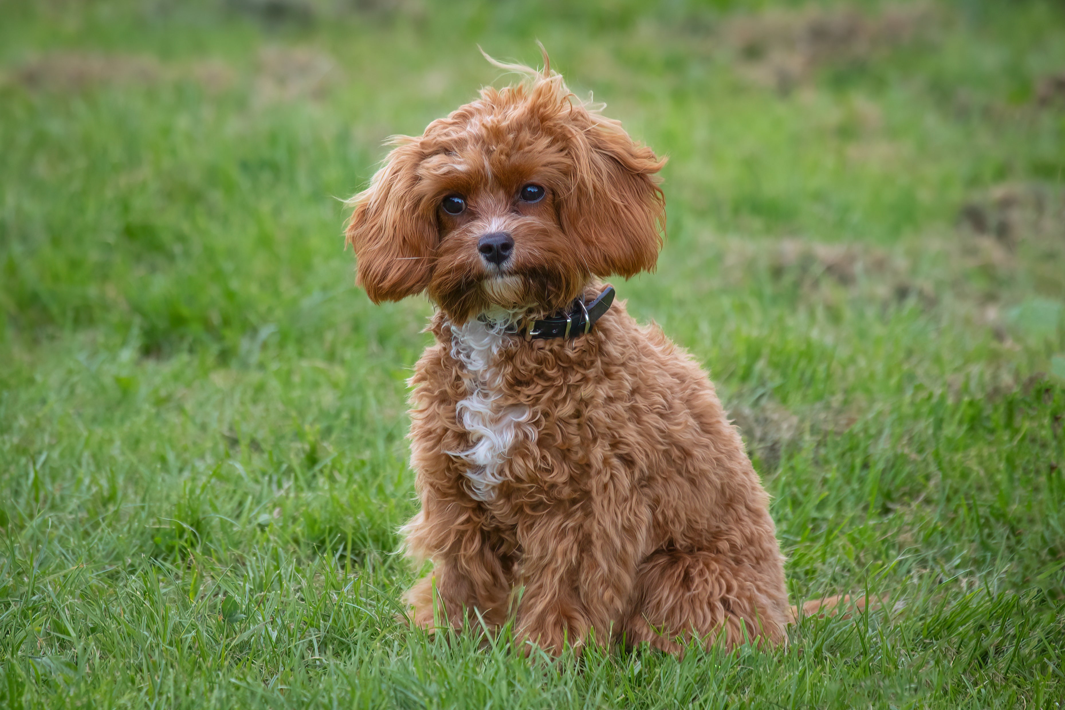 petfinder cavapoo
