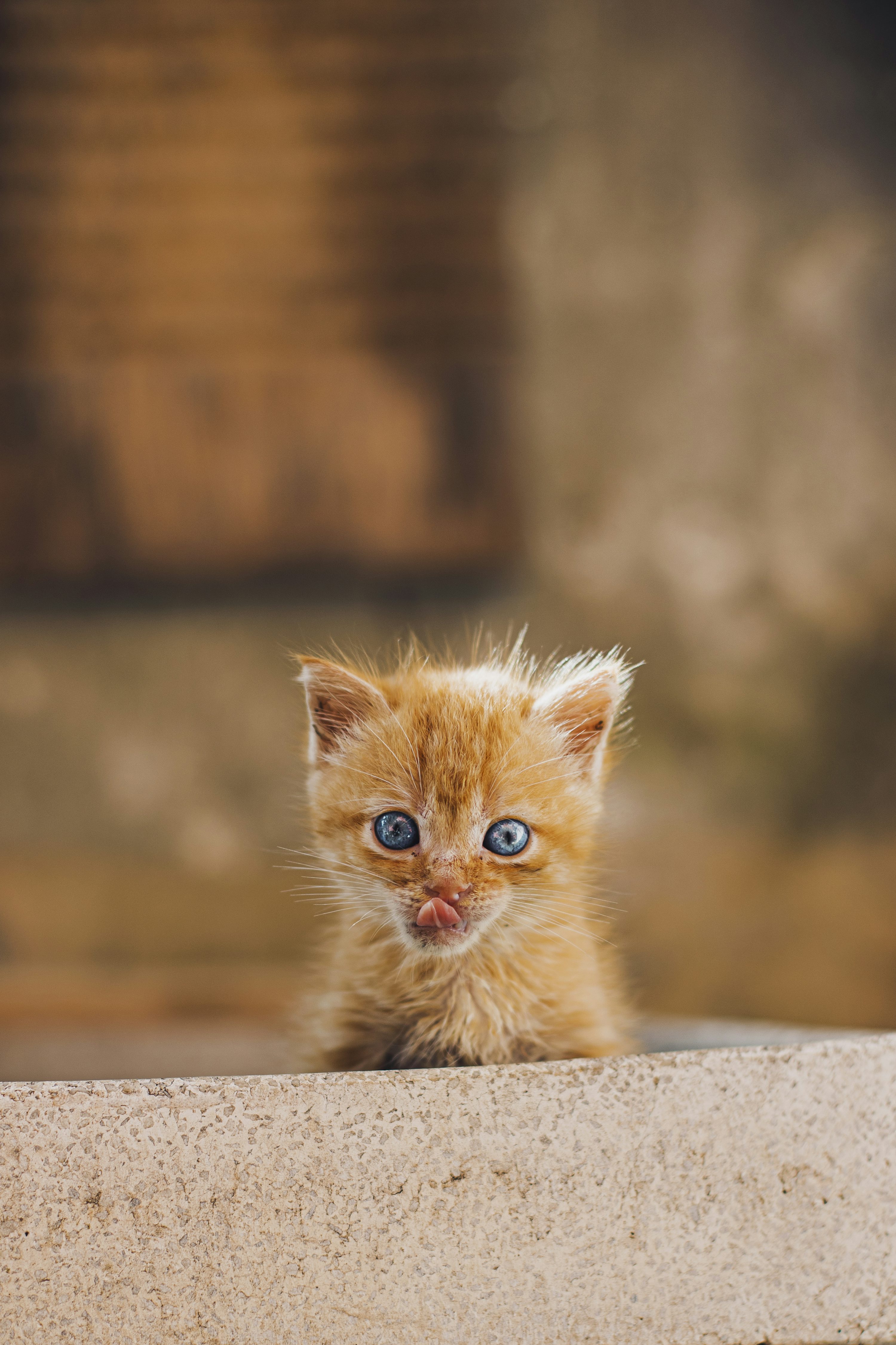 small cat images