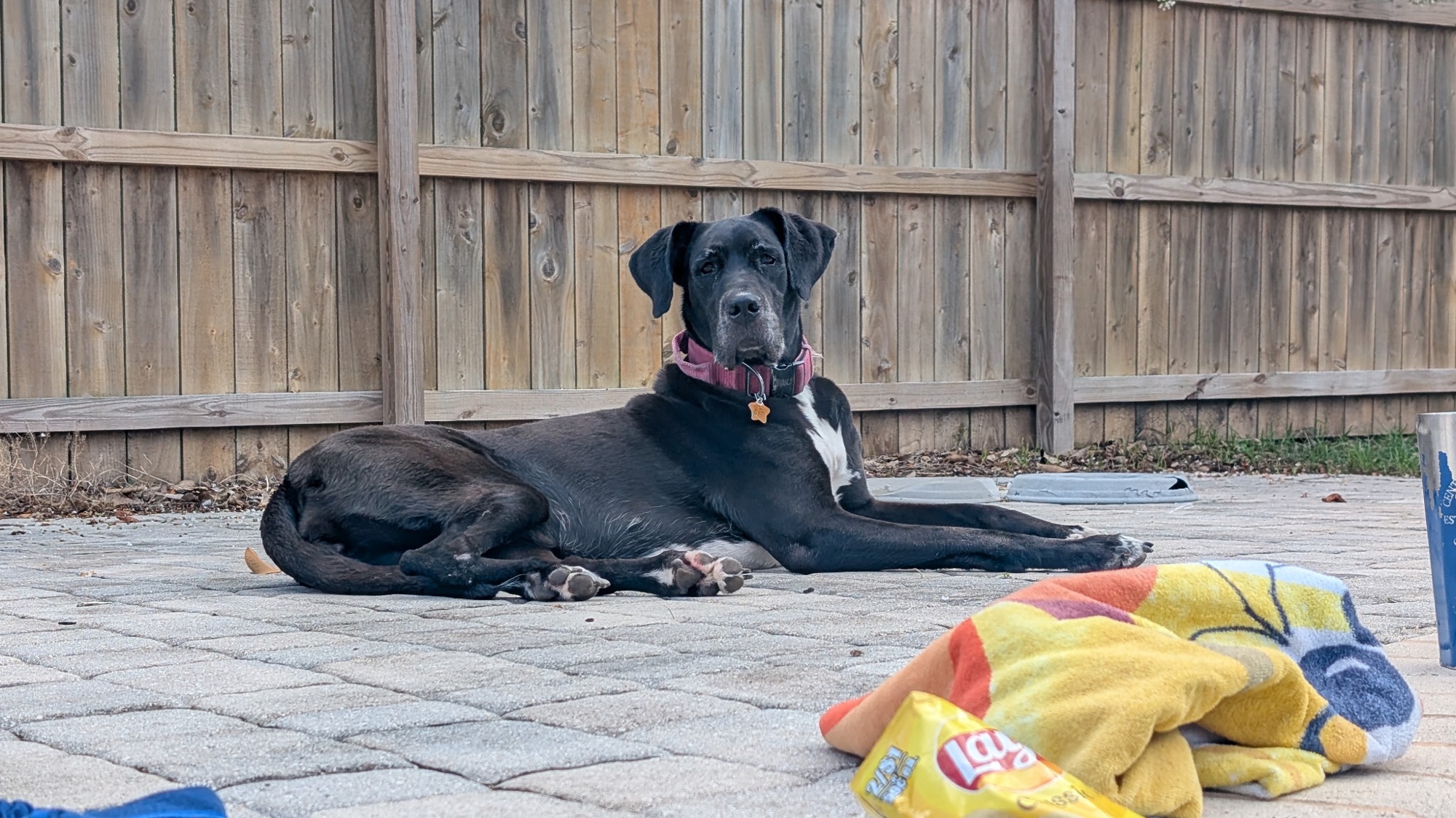 great dane rescue florida