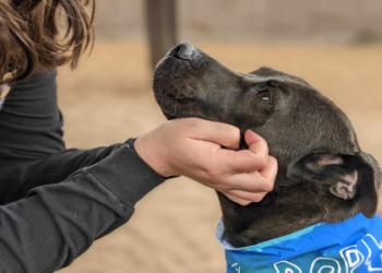 rehome adopt a pet com