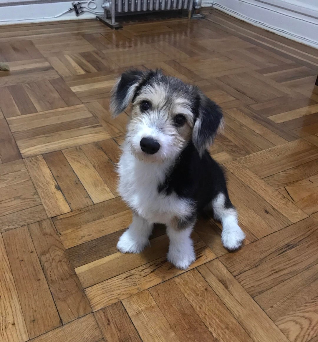 bichon frise corgi mix