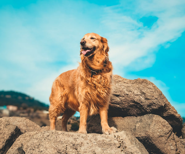 dog golden retriever price in india