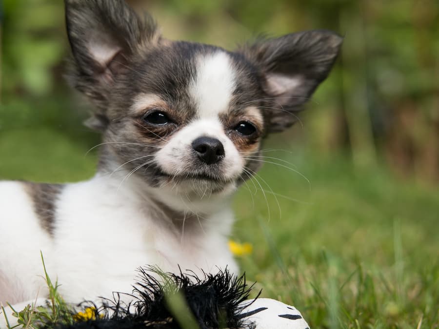 small dog animal shelters