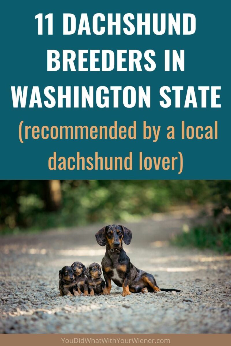 miniature dachshund breeders washington state