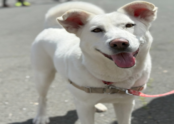 free puppies in ct by owner