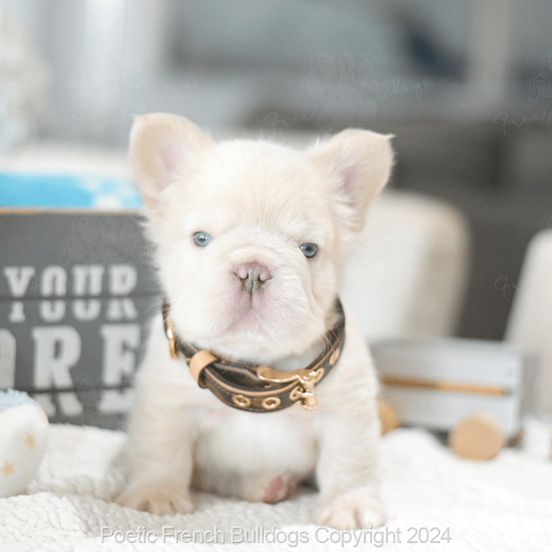 french bulldog puppies chicago