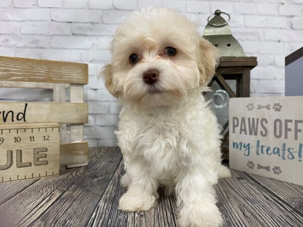 maltipoo tennessee