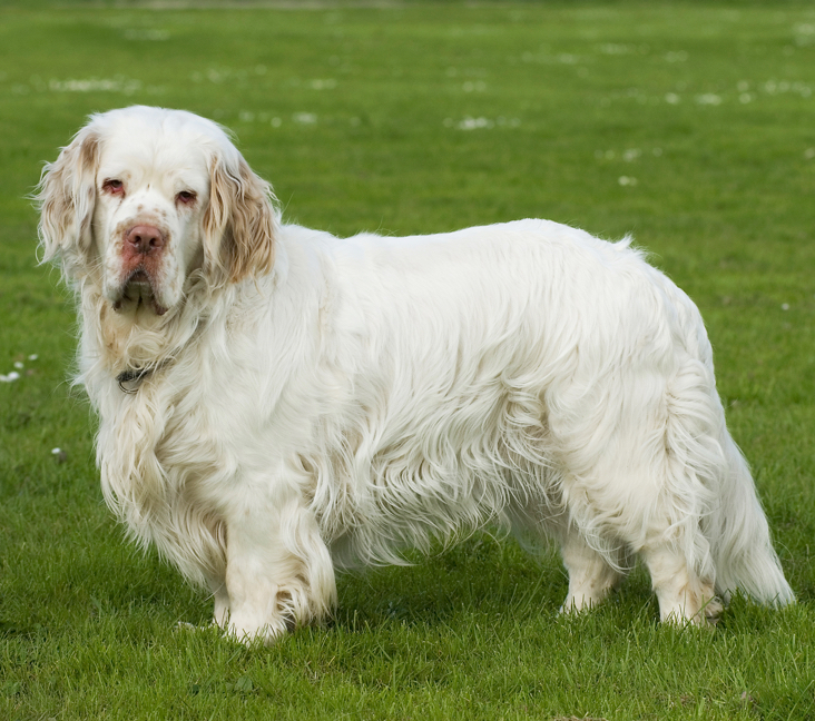 clumber spaniel for adoption
