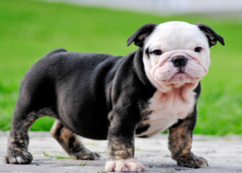mini english bulldog for sale near me