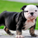 mini english bulldog for sale near me