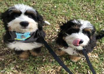 new england bernedoodle