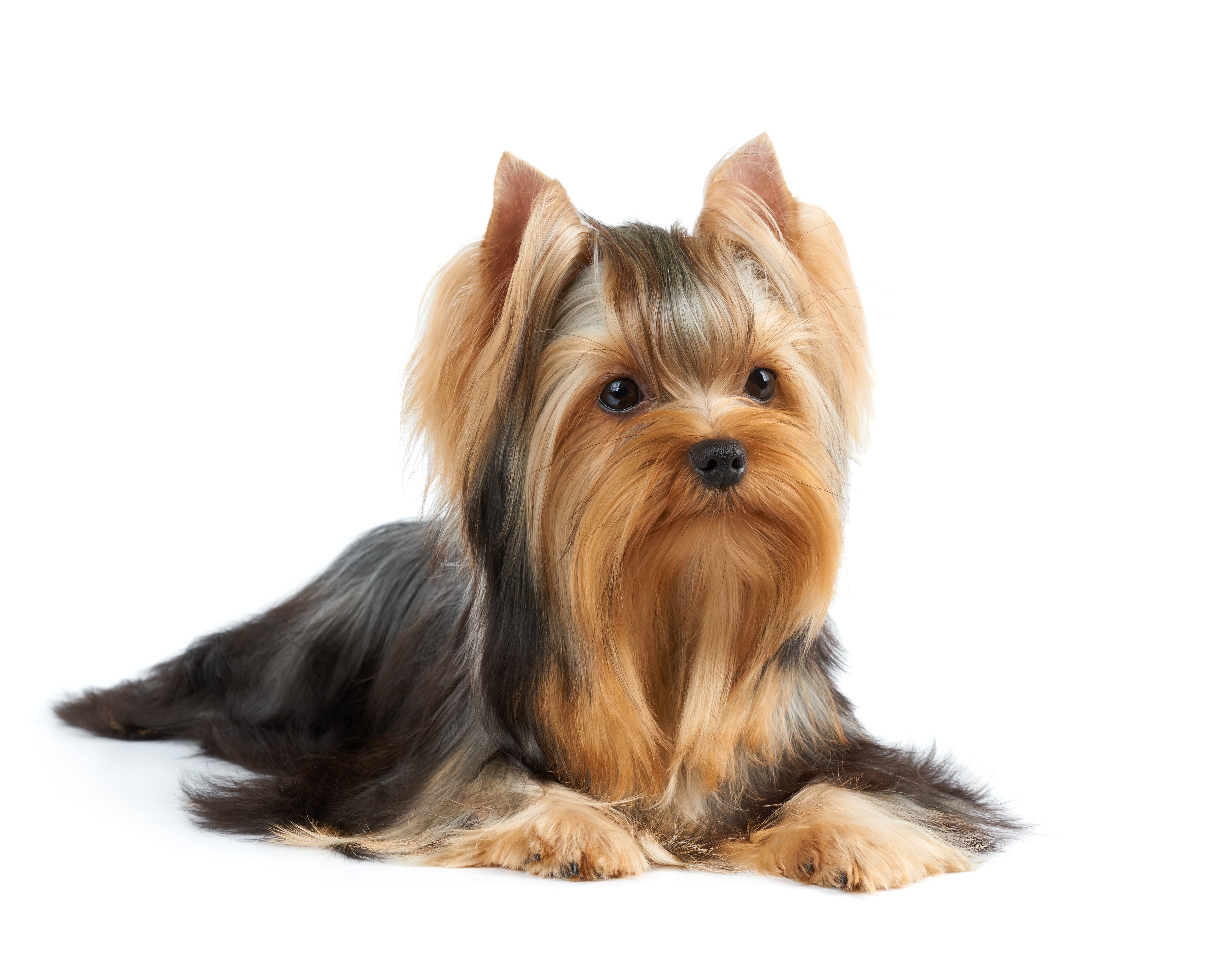 petfinder yorkshire terrier