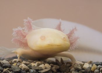 cutest animal photos