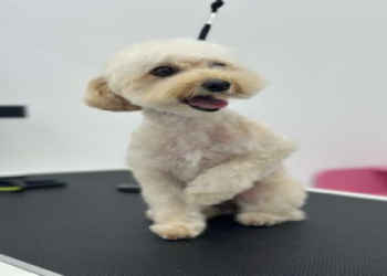 how to get a free puppy