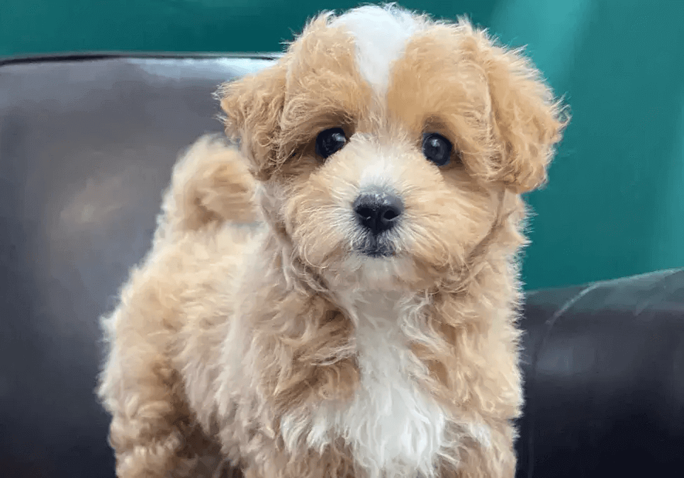 best maltipoo breeders