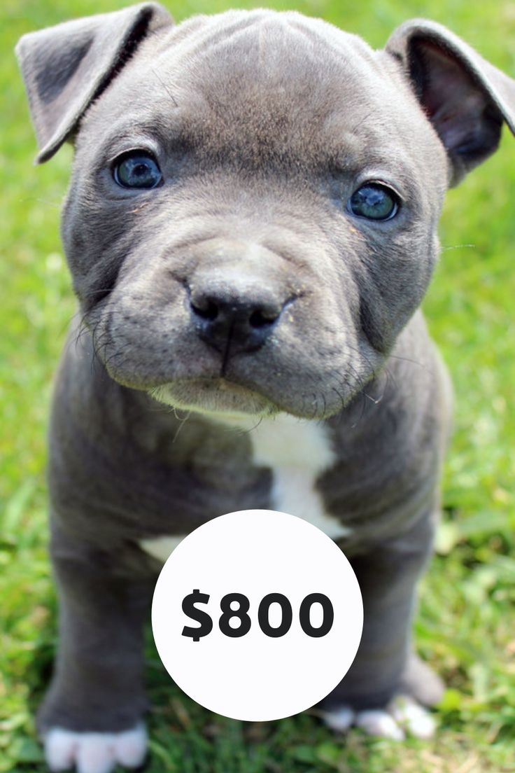 blue dogs for sale