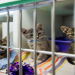 petfinder ct cats