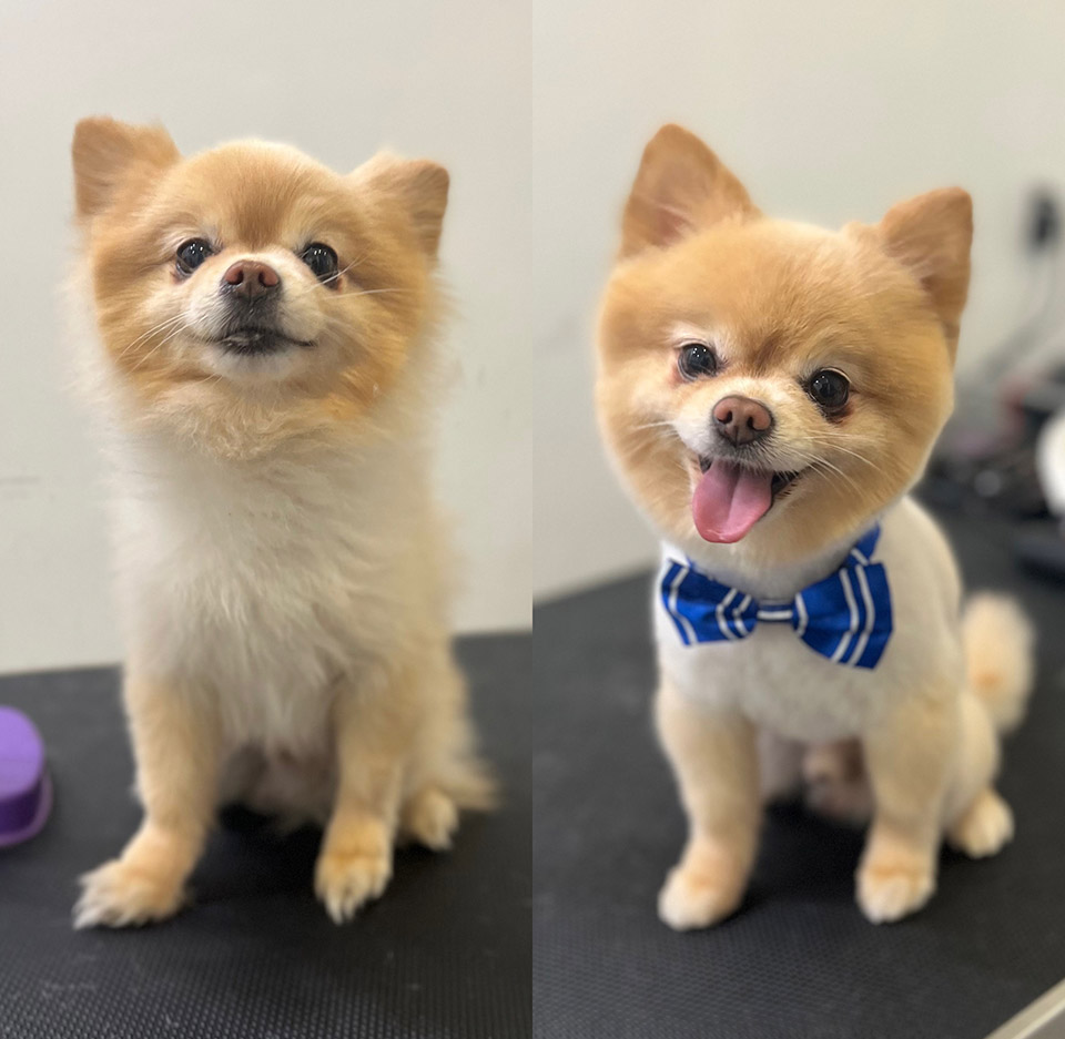 pomeranian groomer near me