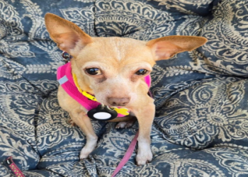 free puppies in washington state