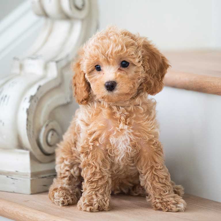 cavapoo puppies for sale under $500 in texas