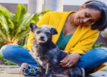 philadelphia shelter dogs