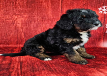 bernedoodle breeders texas