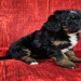 bernedoodle breeders texas