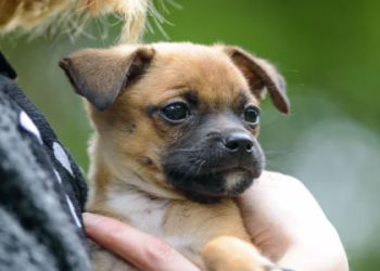 boston terrier and beagle mix puppies