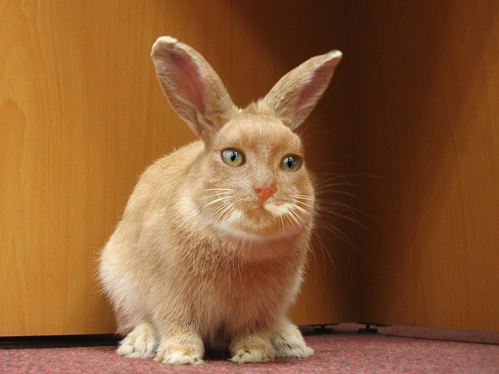 cat bunny