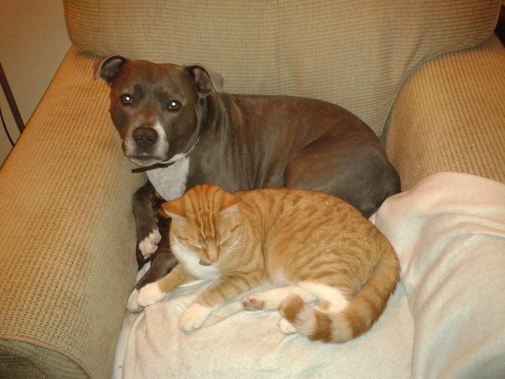 staffordshire bull terrier cats