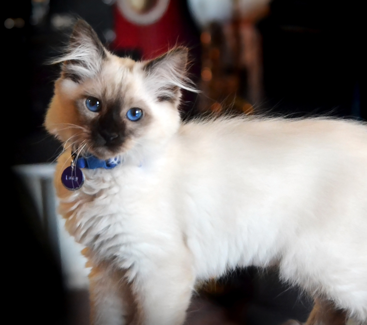 balinese kittens for sale