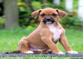 boxer dogs for sale in pa