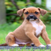 boxer dogs for sale in pa