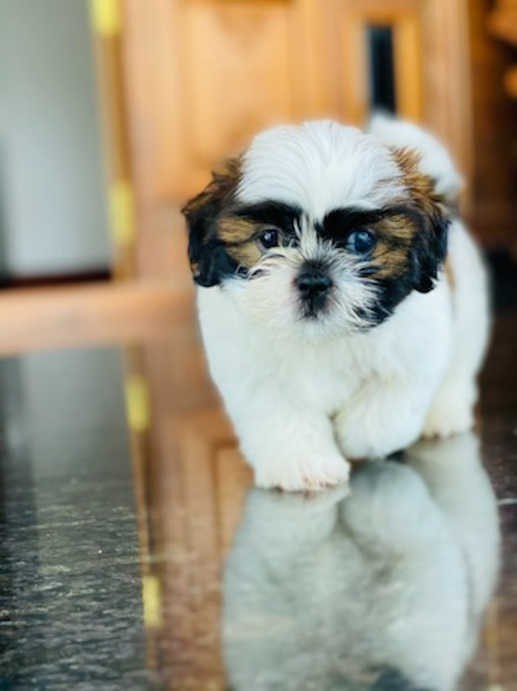 shih tzu puppies for sale chicago