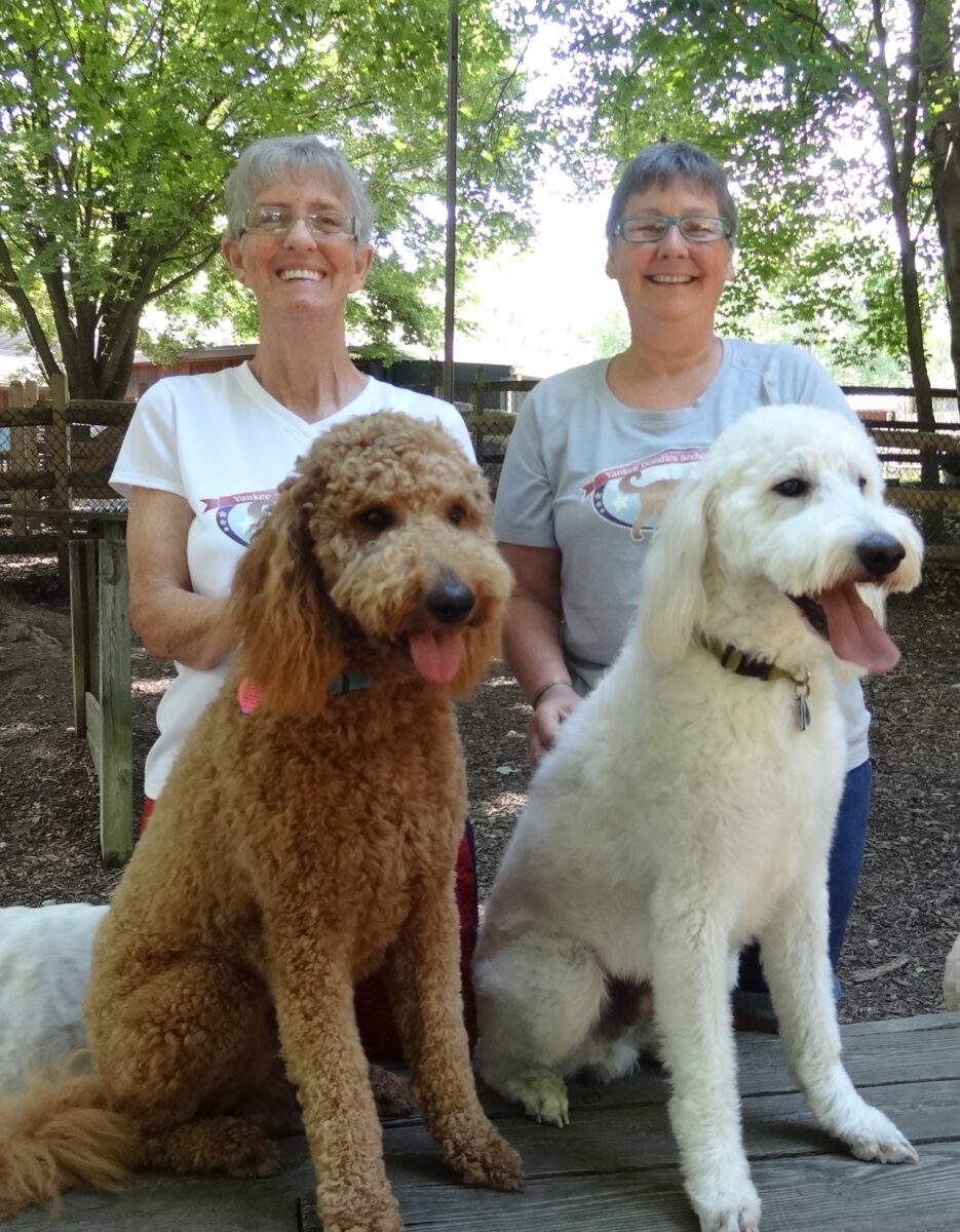 goldendoodle breeders pa